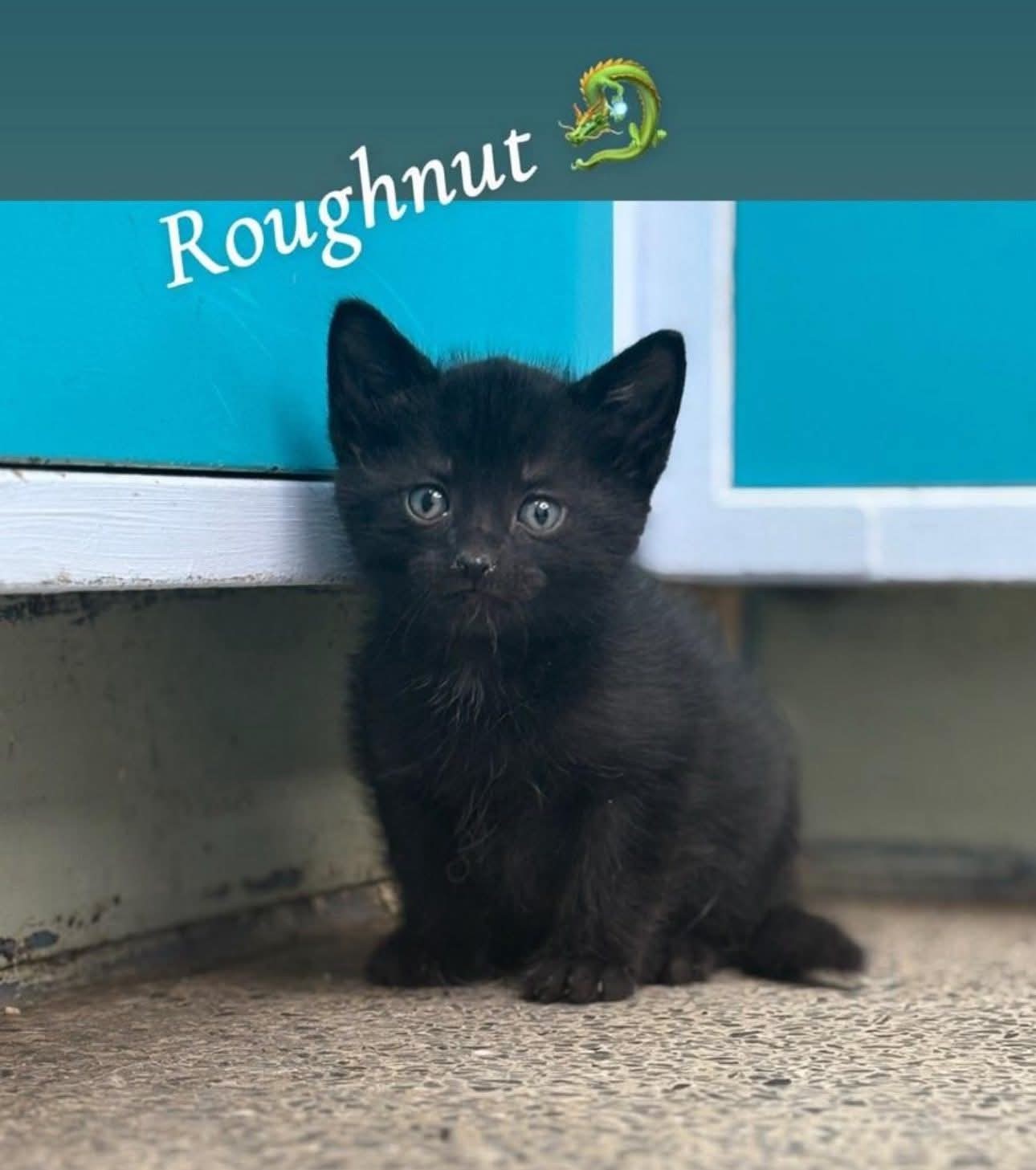 Roughnut