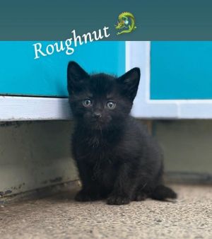 Roughnut, Baby Male unknown