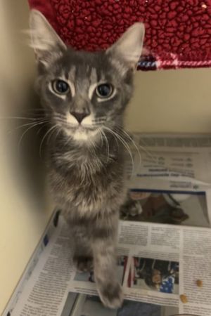 Amphitrite, Young Female Domestic Medium Hair