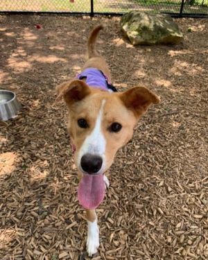 Haven, Adult Female Mixed Breed