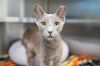 Beerus photo 1