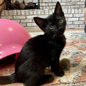 Monet Bombay Cat