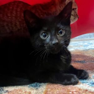 Tippy Bombay Cat