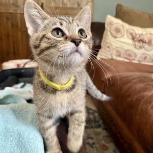 Jade Tabby Cat