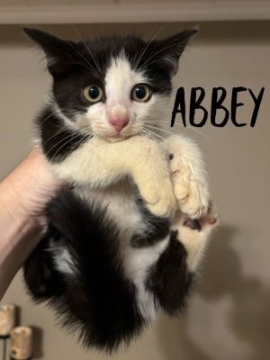 Abbey (Courtesy Post), Baby Female Domestic Short Hair