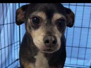Poncho, Senior Male Chihuahua