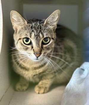 Gollum, Adult Female Domestic Short Hair