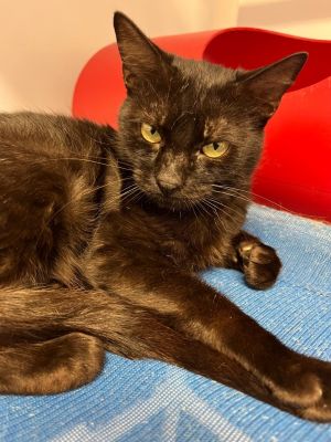Shelby, Young Female Domestic Short Hair