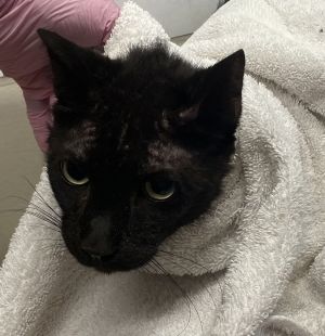 Ernie, Adult Male Domestic Short Hair