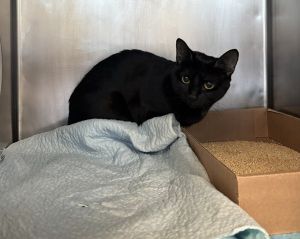 Spoopy, Young Female Domestic Short Hair