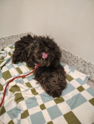 Knight, Adult Female Puli