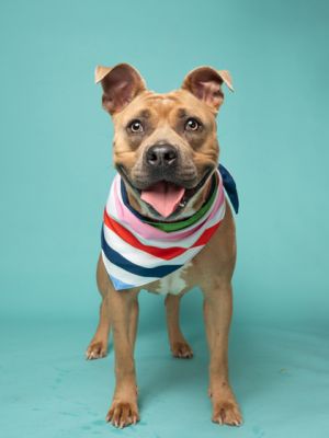 Tanora Pit Bull Terrier Dog