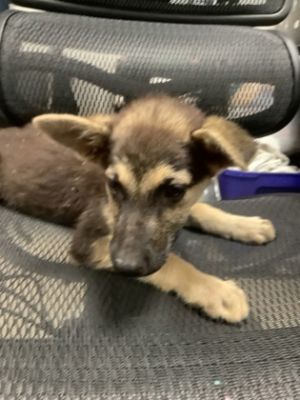 4, Adult Female Shepherd