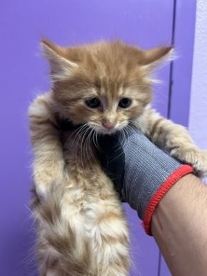 58851092, Baby Female Domestic Medium Hair
