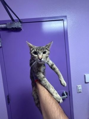 58851089, Adult Female Domestic Short Hair