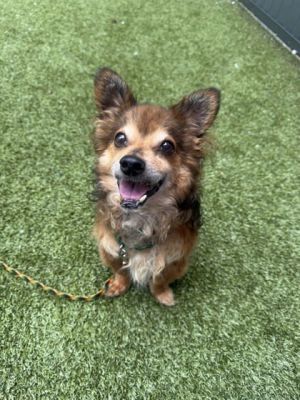 What my friends at Seattle Humane say about me The folks here are still learning about me