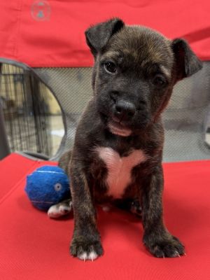 Timmy, Baby Male Mixed Breed