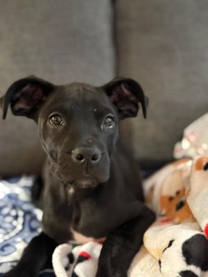 Roxie, Baby Female American Staffordshire Terrier