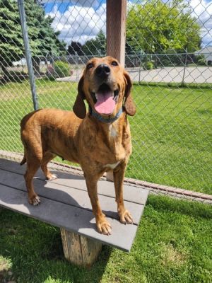 Wilma Mixed Breed Dog