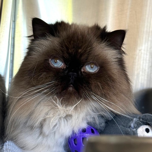 Leia (bonded To Luke), an adoptable Himalayan in Oakville, ON, L6J 7S8 | Photo Image 1