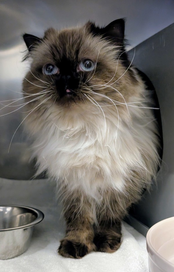 Leia (bonded To Luke), an adoptable Himalayan in Oakville, ON, L6J 7S8 | Photo Image 2