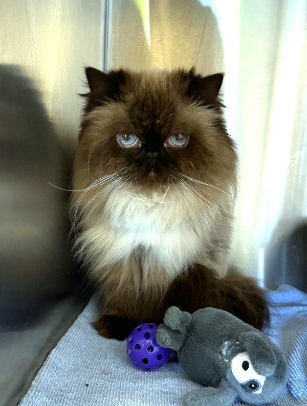 Leia (bonded To Luke), an adoptable Himalayan in Oakville, ON, L6J 7S8 | Photo Image 3