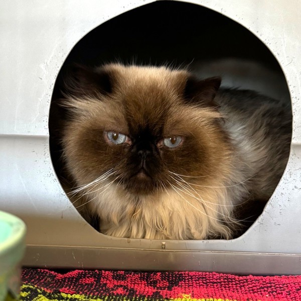 Luke (bonded To Leia), an adoptable Himalayan in Oakville, ON, L6J 7S8 | Photo Image 1