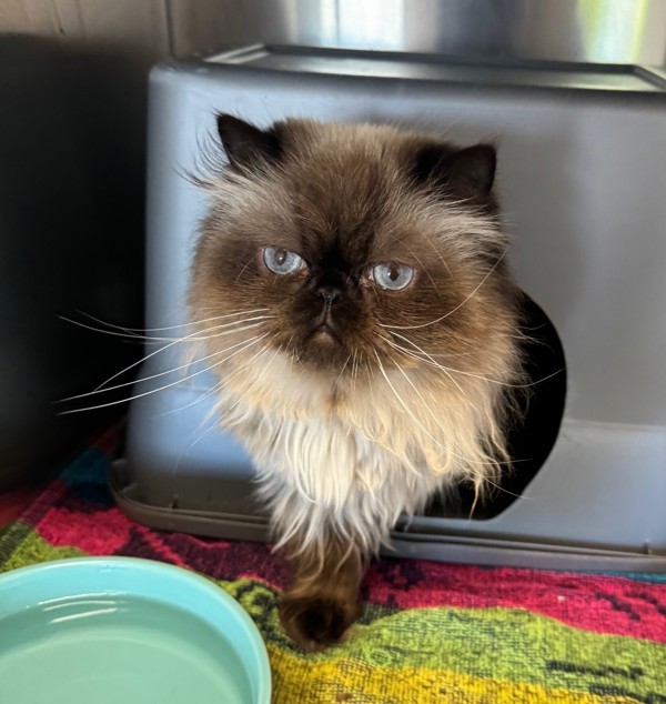 Luke (bonded To Leia), an adoptable Himalayan in Oakville, ON, L6J 7S8 | Photo Image 2