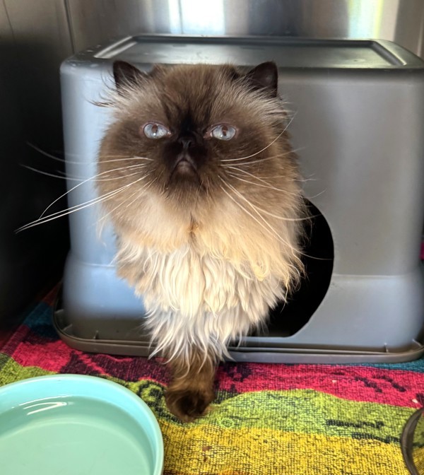 Luke (bonded To Leia), an adoptable Himalayan in Oakville, ON, L6J 7S8 | Photo Image 3