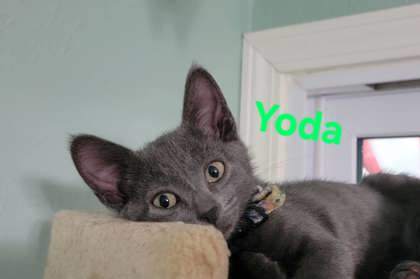 Yoda J thumbnail 1
