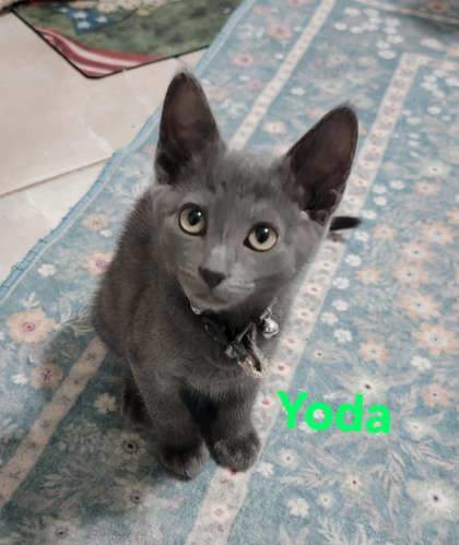 Yoda J thumbnail 3