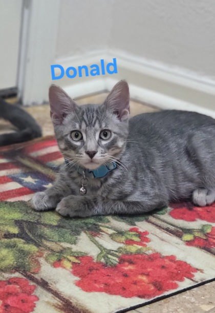Donald J