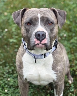 Celia, Adult Female Boxer