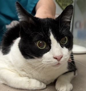 Comet, Adult Male Domestic Short Hair