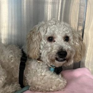 Maury #514, Young Female Bichon Frise
