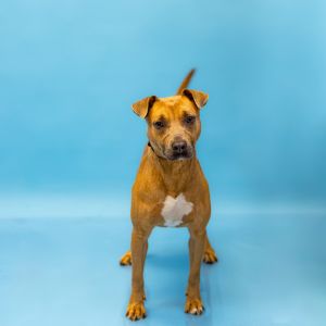 Pen-193 Derby Pit Bull Terrier Dog