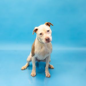Pen-199c Birdie Hw + Pit Bull Terrier Dog