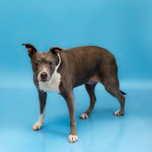 Pen 165c Maggie Pit Bull Terrier Dog