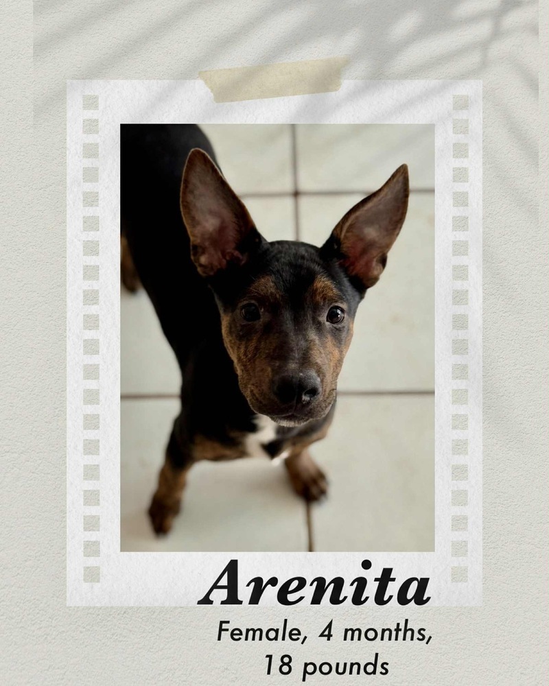 Arenita