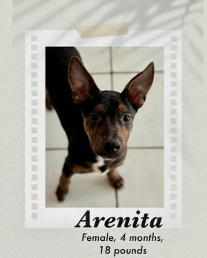 Arenita, Baby Female Dutch Shepherd