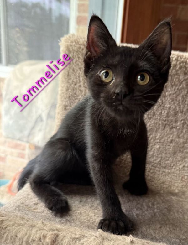 Tommelise thumbnail 2