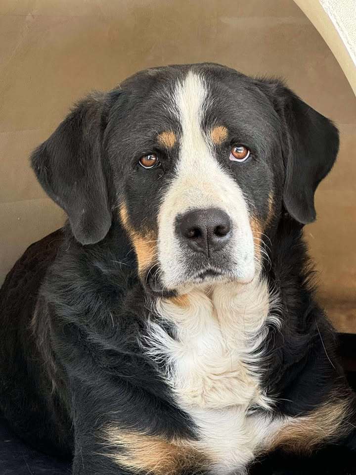 Ellie, an adoptable Greater Swiss Mountain Dog in Dillon, MT, 59725 | Photo Image 1
