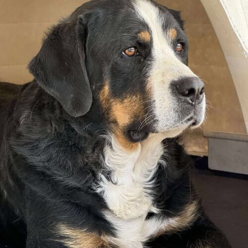 Ellie, an adoptable Greater Swiss Mountain Dog in Dillon, MT, 59725 | Photo Image 2