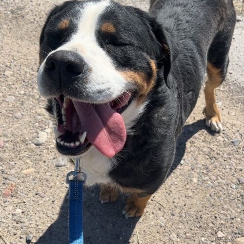 Ellie, an adoptable Greater Swiss Mountain Dog in Dillon, MT, 59725 | Photo Image 3