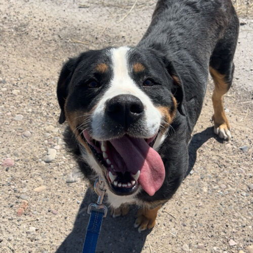 Ellie, an adoptable Greater Swiss Mountain Dog in Dillon, MT, 59725 | Photo Image 4