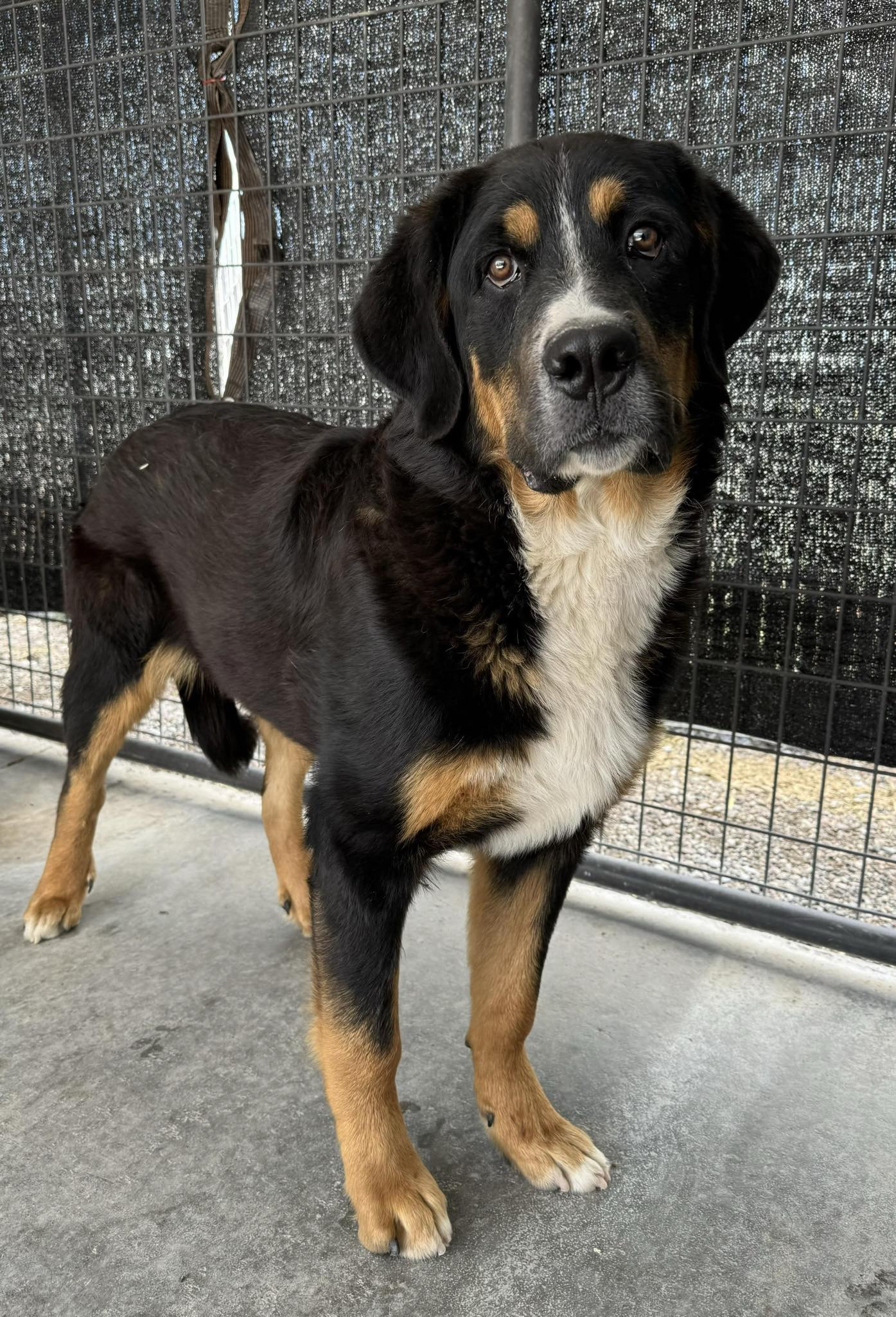 Andy, an adoptable Greater Swiss Mountain Dog, Mixed Breed in Dillon, MT, 59725 | Photo Image 1
