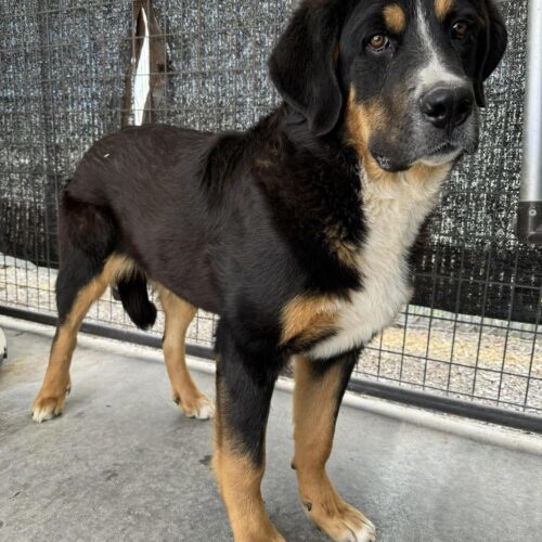 Andy, an adoptable Greater Swiss Mountain Dog, Mixed Breed in Dillon, MT, 59725 | Photo Image 2