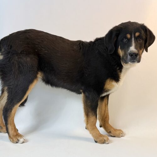 Andy, an adoptable Greater Swiss Mountain Dog, Mixed Breed in Dillon, MT, 59725 | Photo Image 3