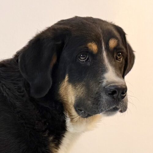 Andy, an adoptable Greater Swiss Mountain Dog, Mixed Breed in Dillon, MT, 59725 | Photo Image 4