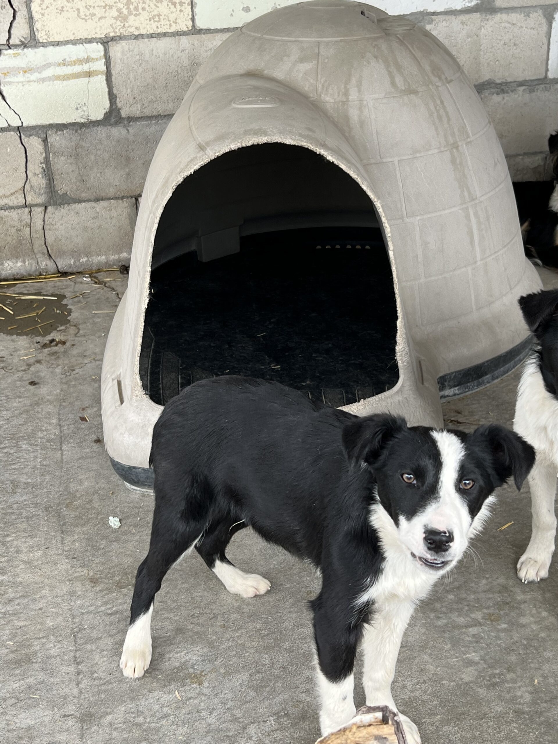 Henry, an adoptable Border Collie in Dillon, MT, 59725 | Photo Image 1